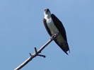 Fischadler, Rio Papturro, Refugio de Vida Silvestre Los Guatuzos, Nicaragua, April 2017